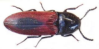 Attēlu rezultāti vaicājumam “Ampedus sanguineus”