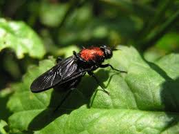 Attēlu rezultāti vaicājumam “Clitellaria ephippium”