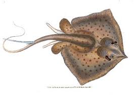 Image result for Dasyatis pastinaca