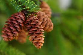 Attēlu rezultāti vaicājumam “Pinus ponderosa fruit”