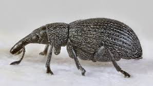 Attēlu rezultāti vaicājumam “Apion sp.”