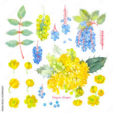 Attēlu rezultāti vaicājumam “Mahonia aquifolium flower”