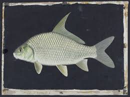 Image result for Carpiodes velifer