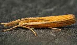 Attēlu rezultāti vaicājumam “Agriphila tristella”