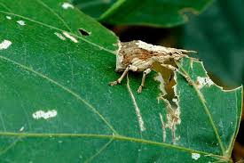 Attēlu rezultāti vaicājumam “Platystomos albinus”