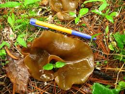 Attēlu rezultāti vaicājumam “Discina perlata”