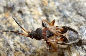 Attēlu rezultāti vaicājumam “Scolopostethus thomsoni”