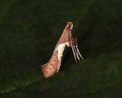 Attēlu rezultāti vaicājumam “Caloptilia stigmatella”