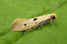 Attēlu rezultāti vaicājumam “Tineidae”