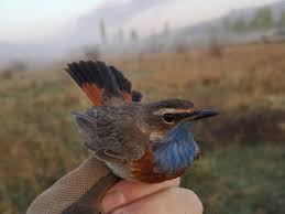 Attēlu rezultāti vaicājumam “Luscinia svecica adult”