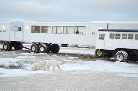 Image result for tundra buggy