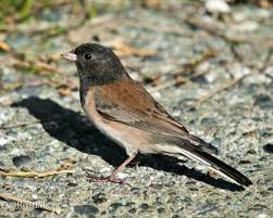 Image result for Junco hyemalis