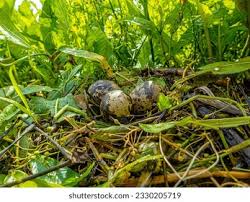 Attēlu rezultāti vaicājumam “Chlidonias niger eggs”