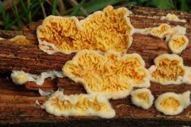 Attēlu rezultāti vaicājumam “Pseudomerulius aureus”