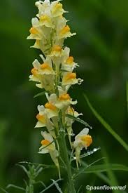 Image result for Linaria vulgaris