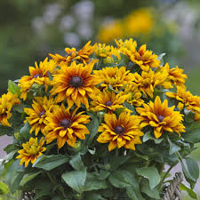 Image result for Rudbeckia