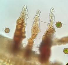 Attēlu rezultāti vaicājumam “Orthotrichum, Nyholmiella”