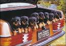 puppiesexpress