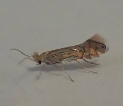 Attēlu rezultāti vaicājumam “Phyllonorycter sp.”