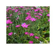 Image result for Steinnelke