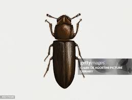 Attēlu rezultāti vaicājumam “Tenebrionidae”