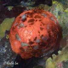 Attēlu rezultāti vaicājumam “Claustria didermoides”