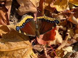 Attēlu rezultāti vaicājumam “Nymphalis antiopa”