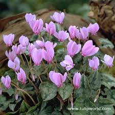 Attēlu rezultāti vaicājumam “Cyclamen hederifolium”