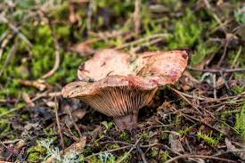 Attēlu rezultāti vaicājumam “Lactarius deliciosus”