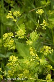 Attēlu rezultāti vaicājumam “Alchemilla subcrenata”