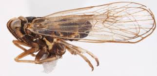 Attēlu rezultāti vaicājumam “Javesella pellucida”