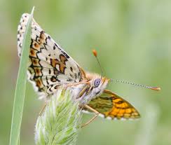 Attēlu rezultāti vaicājumam “Melitaea cinxia upperside”