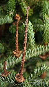 Attēlu rezultāti vaicājumam “Abies alba”