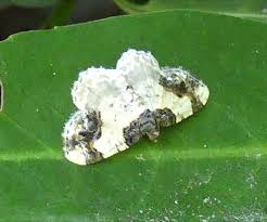 Attēlu rezultāti vaicājumam “Ligdia adustata”