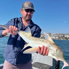 Image result for Callorhinchus capensis