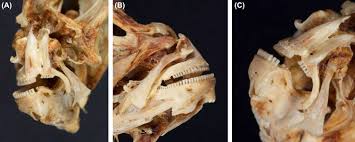 Image result for Hippoglossus hippoglossus