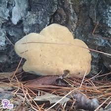 Attēlu rezultāti vaicājumam “Phaeolus schweinitzii”