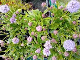 Attēlu rezultāti vaicājumam “Succisa pratensis”