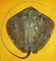 Image result for Megatrygon microps