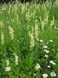 Image result for Digitalis grandiflora