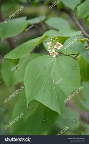 Attēlu rezultāti vaicājumam “Catalpa ovata leaf”