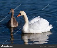 Attēlu rezultāti vaicājumam “Cygnus olor adult”