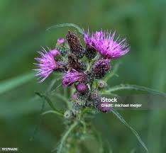 Attēlu rezultāti vaicājumam “Cirsium palustre”