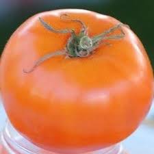 Afbeeldingsresultaat voor caro rich tomato