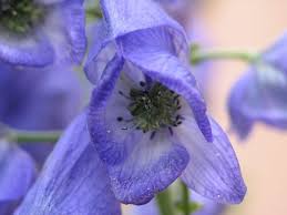 Attēlu rezultāti vaicājumam “Aconitum napellus flower”