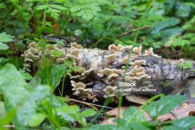 Attēlu rezultāti vaicājumam “Plicaturopsis crispa”