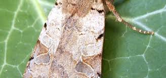 Attēlu rezultāti vaicājumam “Agrochola litura”