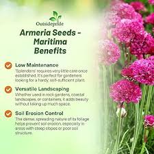 Attēlu rezultāti vaicājumam “Armeria vulgaris bud”