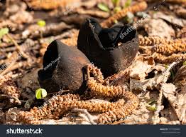 Attēlu rezultāti vaicājumam “Urnula craterium”