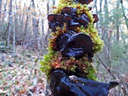 Attēlu rezultāti vaicājumam “Exidia truncata”